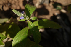 Neuracanthus trinervius